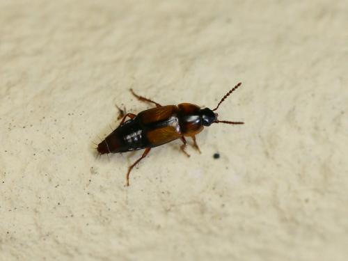 Tachinus subterraneus